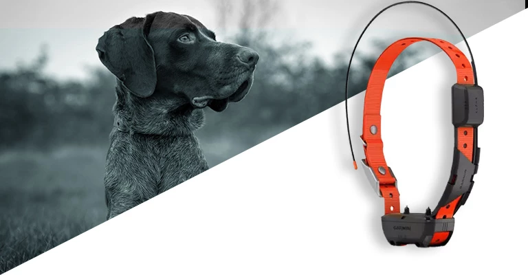 Best Dog Training Collars with Remote