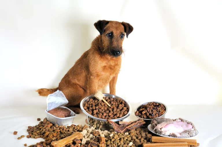 Best Dog Food for Allergies (2025 Guide)