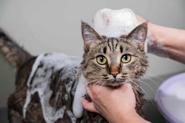 Best Hypoallergenic Cat Shampoos for Sensitive Skin in 2025