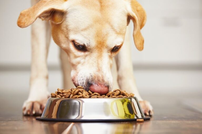 Treats for Sensitive Stomachs and Allergies in 2025