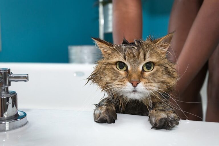 Best Hypoallergenic Cat Shampoo for Sensitive Skin